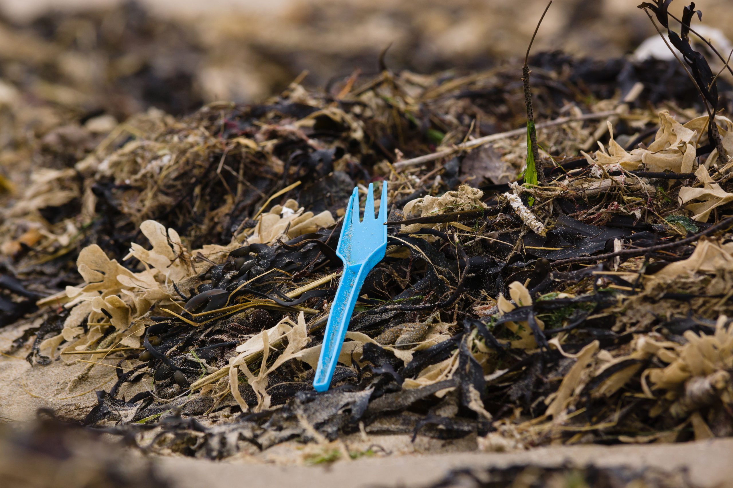 Plastic single use takeaway fork amongst seaweed on a beach in the UK